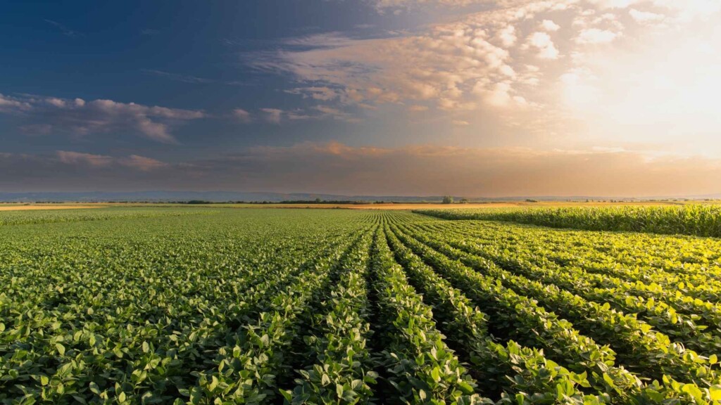 Cómo Funciona el Usufructo de Tierras  en Cuba