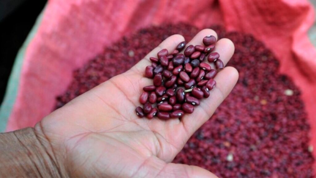 Precio de los frijoles en Cuba septiembre 2025