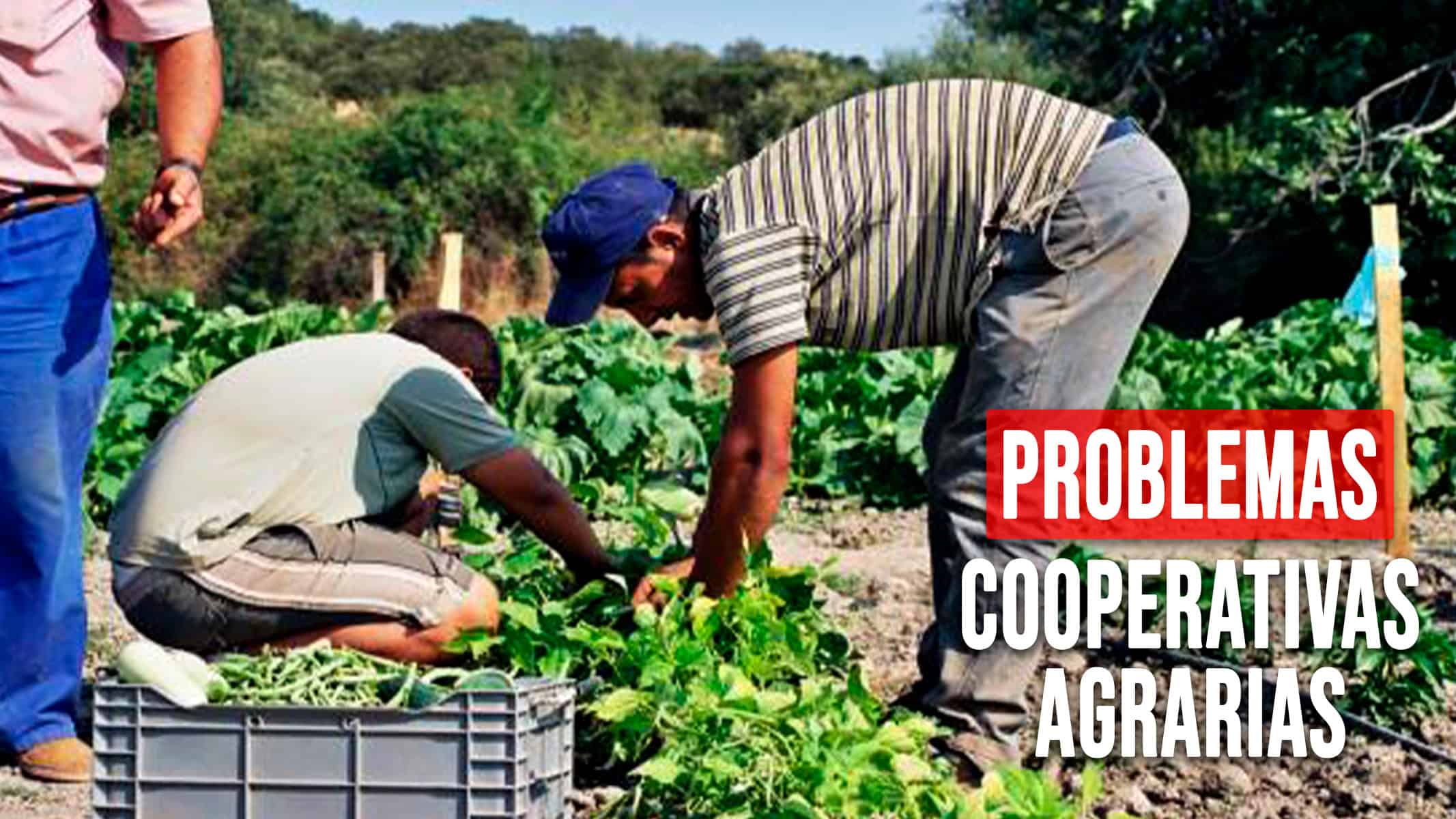 Revelan los Problemas que Están Hundiendo a las Cooperativas Agrarias en Cuba