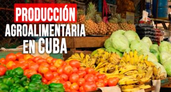 Producción Agroalimentaria en Cuba: un Panorama Desolador Sin Soluciones a la Vista