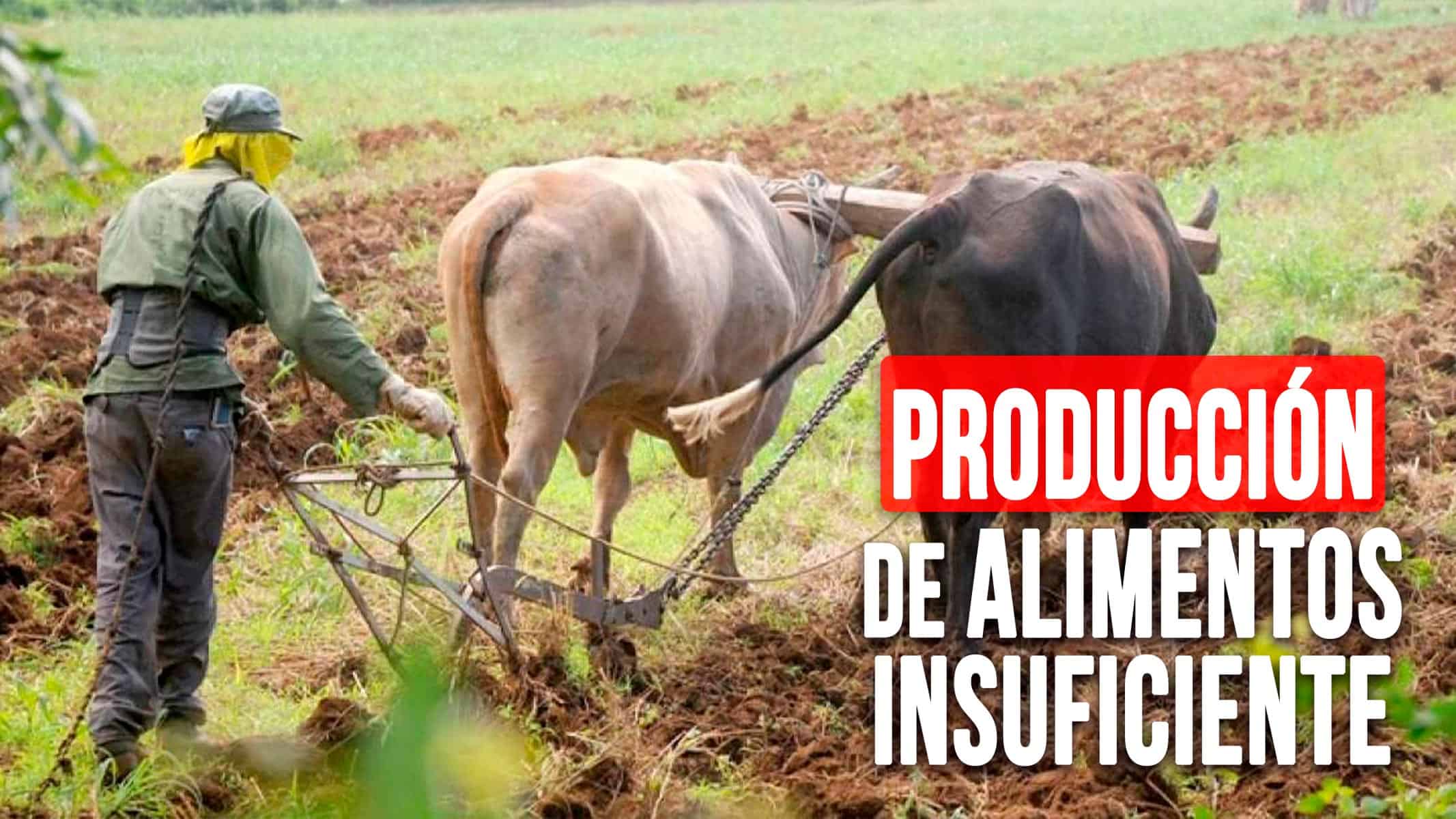 Producción de Alimentos en Cuba es Insuficiente: Estos Datos lo Revelan