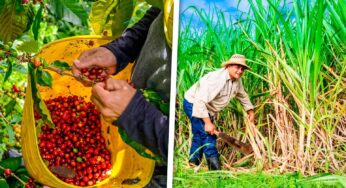 Producción de Azúcar y Café en el Centro del País: Los Números Apuntan Deficiencias