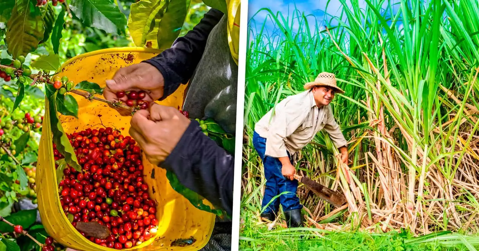 Producción de Azúcar y Café en el Centro del País: los Números Apuntan Deficiencias
