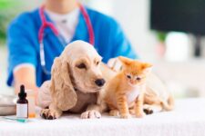 Promueven reglamento para la asistencia veterinaria en Cuba