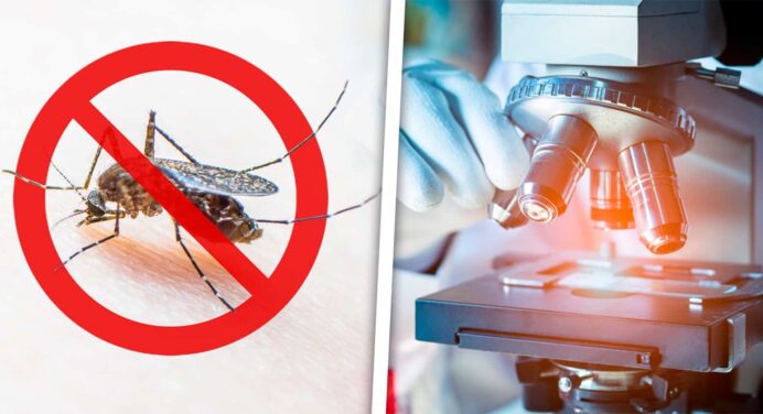 Provincia Cubana Aplica Técnica de Insecto Estéril para Control del Aedes Aegypti
