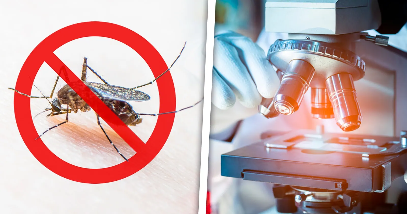 Provincia Cubana Aplica Técnica de Insecto Estéril para Control del Aedes Aegypti
