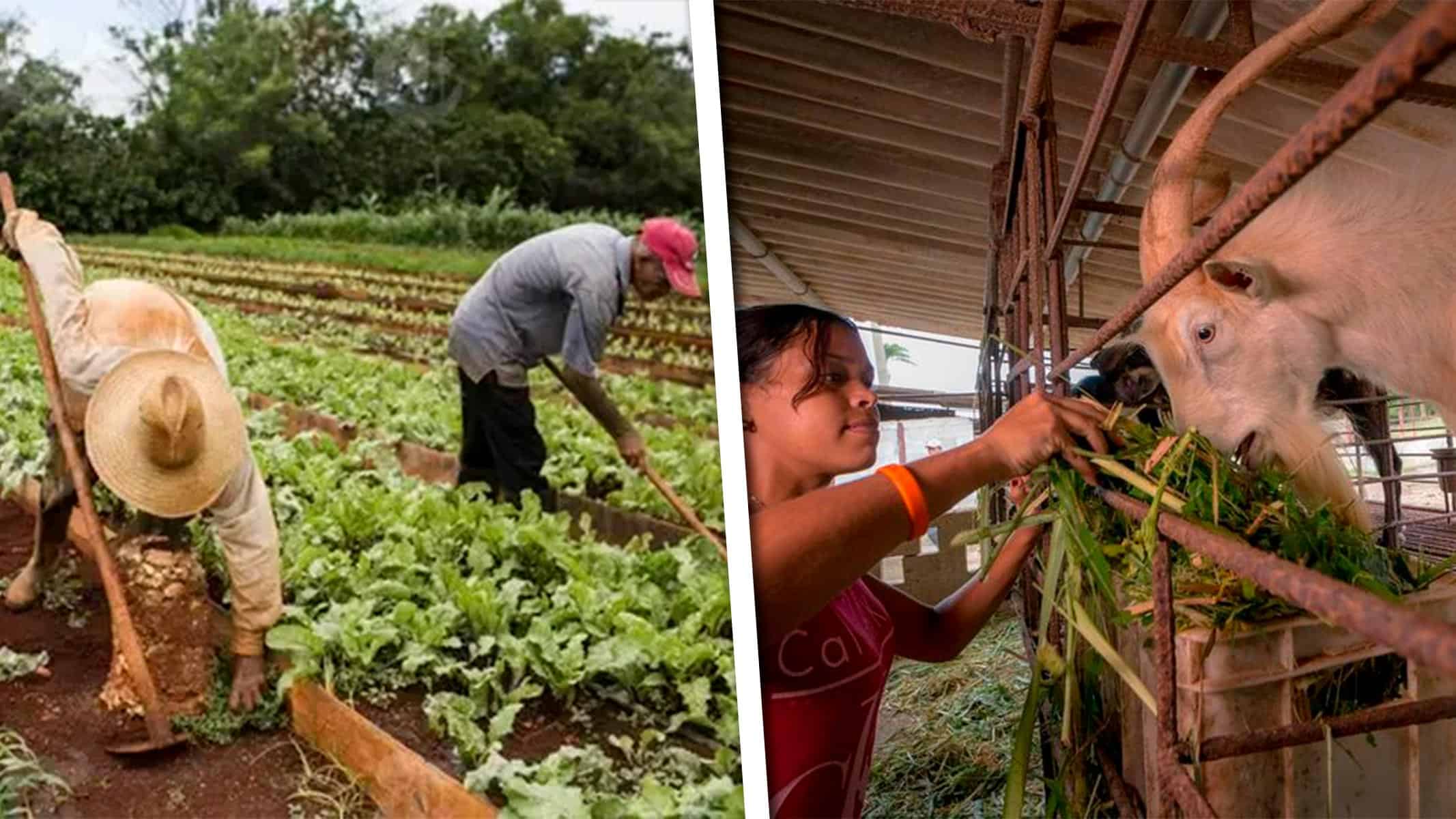 Proyecto Internacional Beneficiará a Medio Millón de Cubanos de Ocho Municipios del País