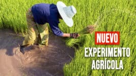 ¿Puede el Arroz de Vietnam Salvar la Producción Cubana? Todo Sobre el Nuevo Experimento Agrícola