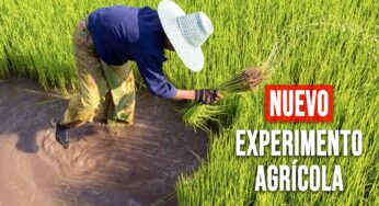 ¿Puede el Arroz de Vietnam Salvar la Producción Cubana? Todo Sobre el Nuevo Experimento Agrícola