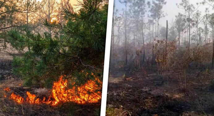 ¿Qué Está Pasando en el Jardín Botánico de Pinar del Río? Incendios Recurrentes Preocupan
