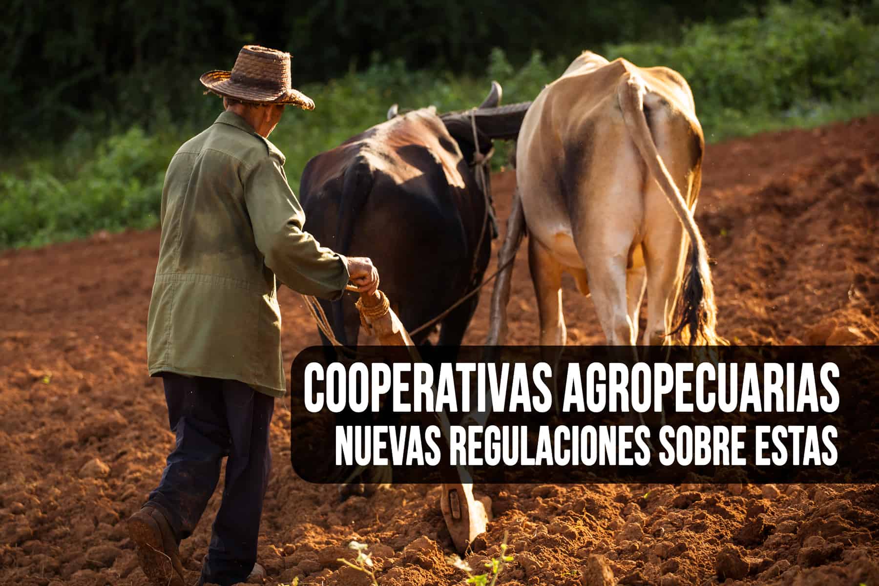 ¿Qué dice el Nuevo Decreto sobre Cooperativas Agropecuarias en Cuba?