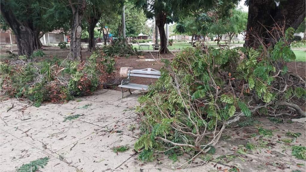 Ramas Caídas por el Huracán Beryl