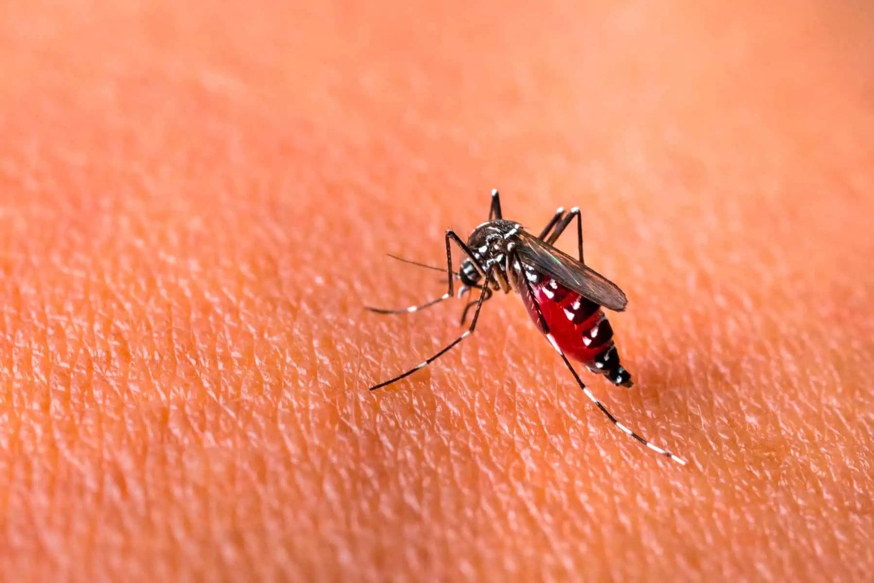 Reportan Incremento de Dengue en una Provincia del Occidente de Cuba