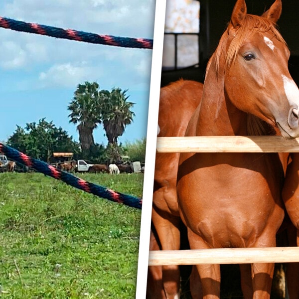 Robo y Sacrificio de Caballos en Miami-Dade: Policía Local Pide Ayuda Para Encontrar los Culpables