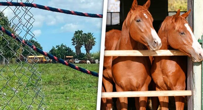 Robo y Sacrificio de Caballos en Miami-Dade: Policía Local Pide Ayuda Para Encontrar los Culpables