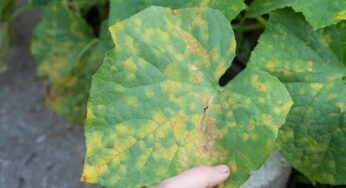 Sanidad Vegetal Alerta Ante Condiciones que Podrían Favorecer Enfermedades en los Cultivos