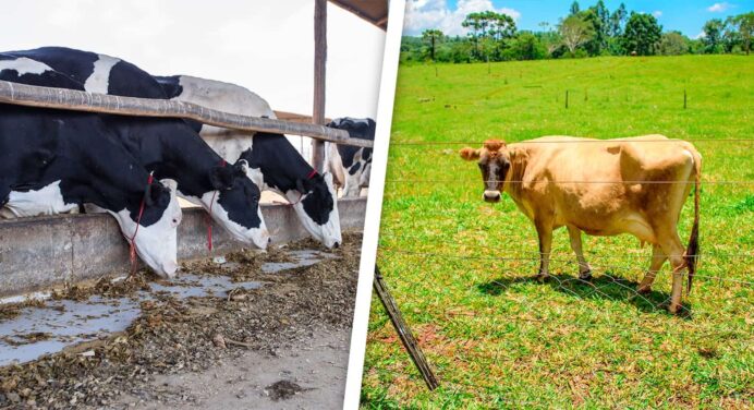 Se Implementará en Marzo Acción de Control de Masa Ganadera en Cuba