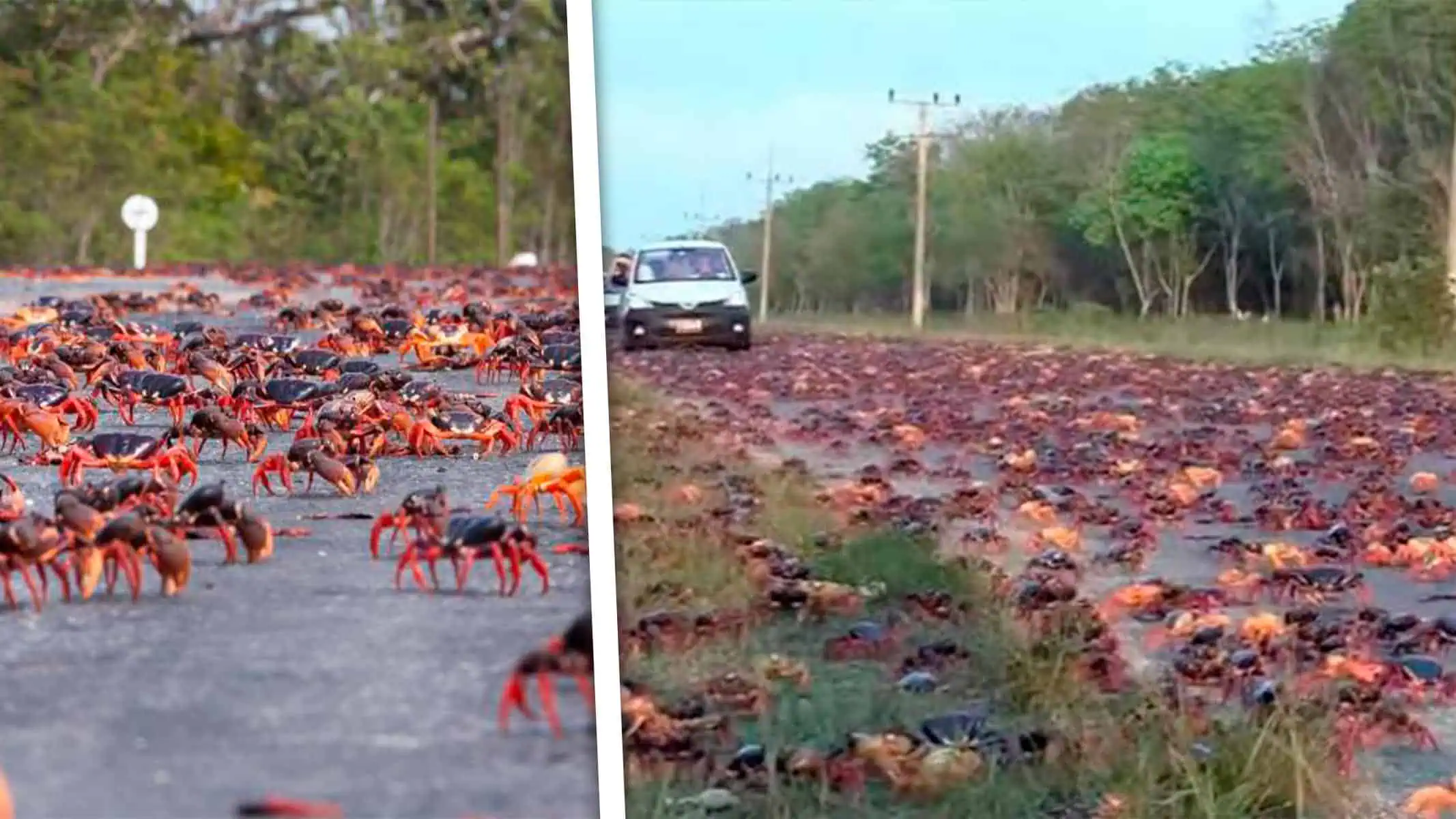 Se Repite el Espectáculo: Cangrejos Tiñen de Rojo Estas Carreteras de Cuba e Impiden el Tránsito 