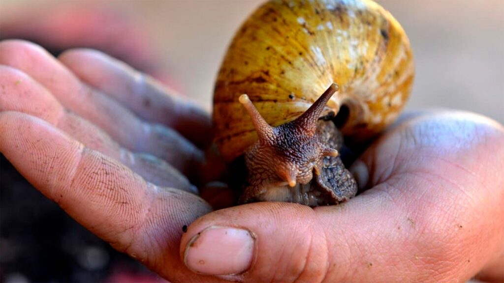 Situación actual en Cuba y en Camagüey