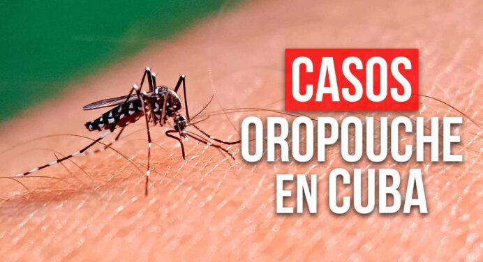 ¿Solo 400 Casos de Oropouche en Cuba? La Población Cuestiona las Cifras Oficiales