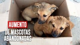 Activistas Intentan Solucionar el Aumento de Mascotas Abandonadas en Cuba