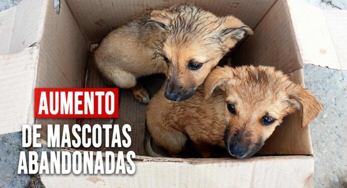 Activistas Intentan Solucionar el Aumento de Mascotas Abandonadas en Cuba