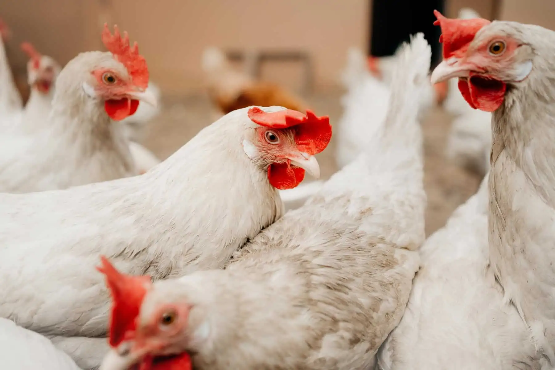 Transforman Antiguas Escuelas en Granjas Avícolas en Pinar del Río