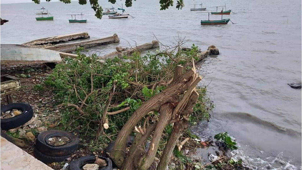 Trozos de Ramas Caídas Junto al Agua por el Huracán Beryl