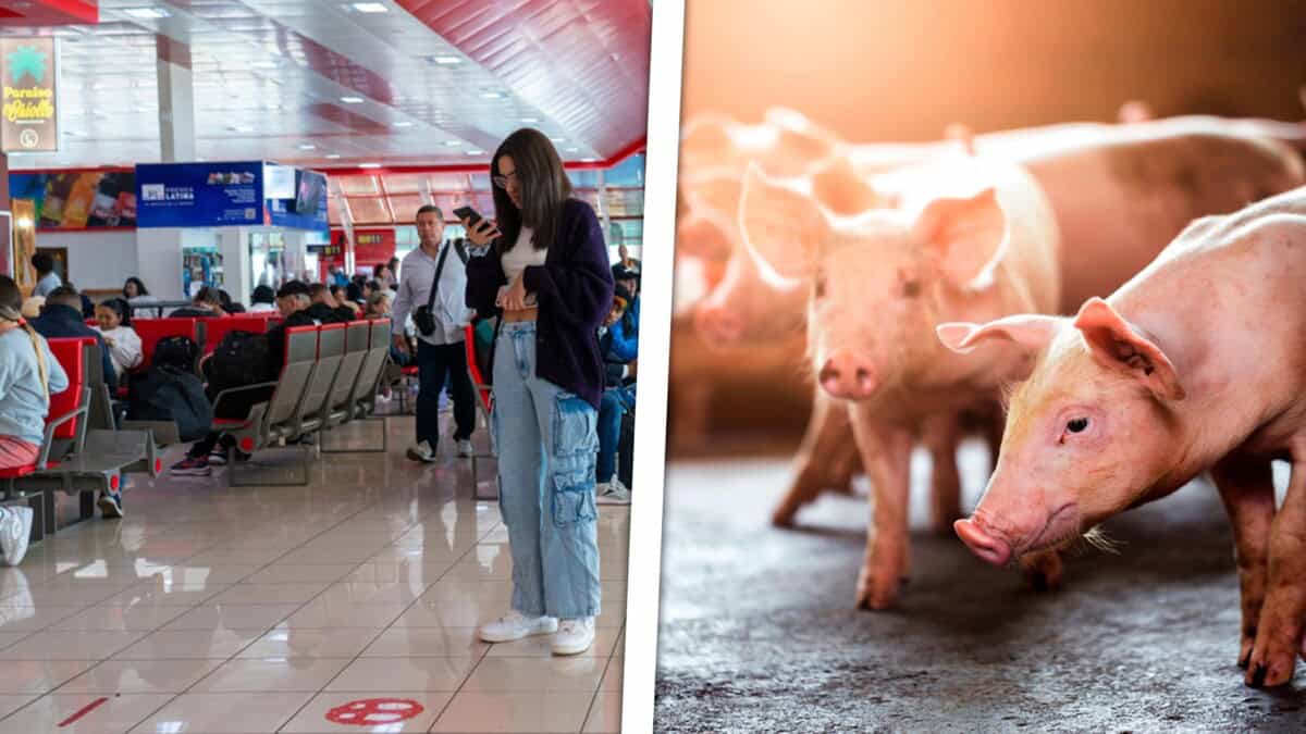 Un Aeropuerto Cubano se Convierte en Granja Para Enfrentar la Escasez: “Increíble pero Cierto”