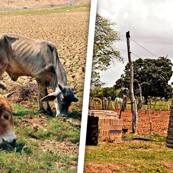 Vacas Matadas e Irregularidades en el Uso de la Tierra: Más de 3600 Ilegalidades en Esta Provincia Cubana