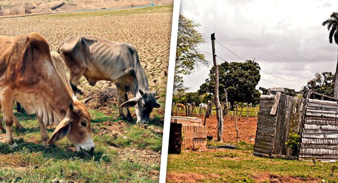 Sacrificio de Ganado Mayor e Irregularidades en el Uso de la Tierra: Más de 3600 Ilegalidades en Provincia Cubana