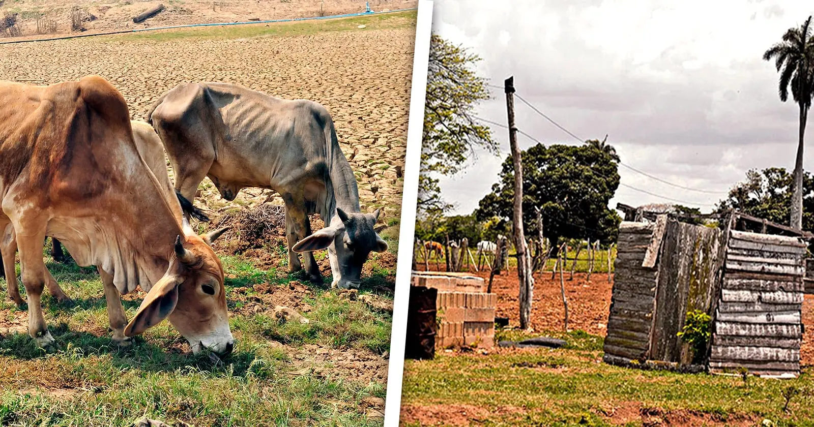 Vacas Matadas e Irregularidades en el Uso de la Tierra: Más de 3600 Ilegalidades en Esta Provincia Cubana