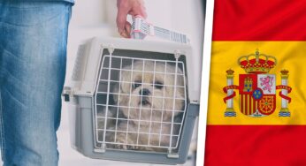 ¿Viajas a España con Animales de Compañía? Requisitos más Estrictos Ahora