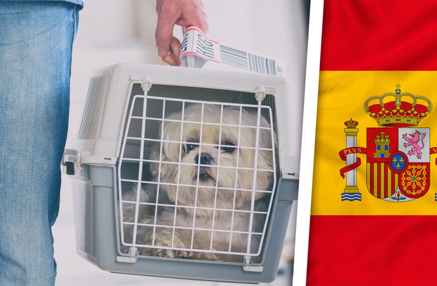 ¿Viajas a España con Animales de Compañía? Requisitos más Estrictos Ahora