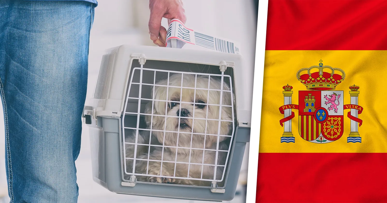 ¿Viajas a España con Animales de Compañía? Requisitos más Estrictos Ahora