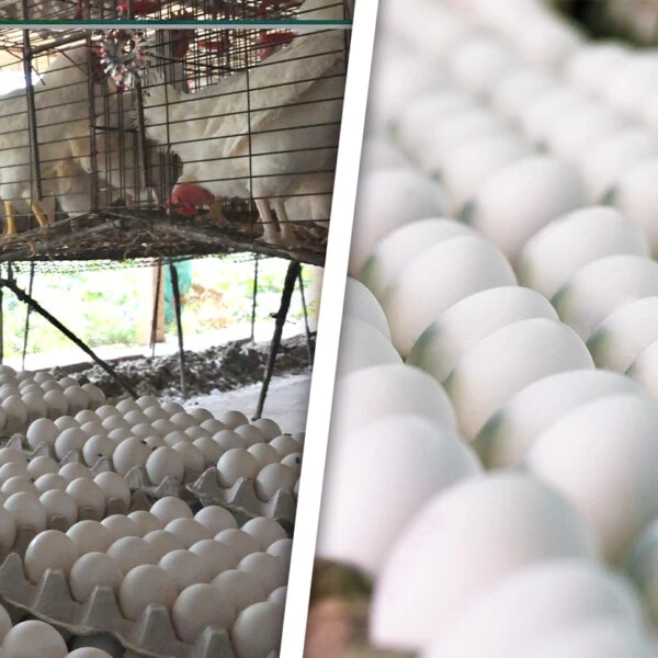 Villa Clara Incumplió Producción y Distribución de Huevos de Marzo: Esto Dice la Empresa Avícola