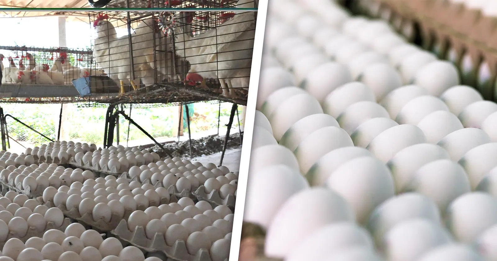 Villa Clara Incumplió Producción y Distribución de Huevos de Marzo: Esto Dice la Empresa Avícola