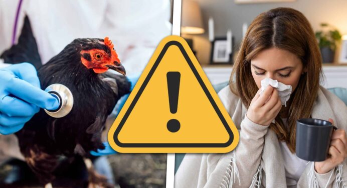 Alerta Mundial: Mutaciones del Virus de la Gripe Aviar Indican que Podría Transmitirse Entre los Humanos