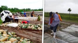 Cubanos Recogen Yuca y Calabaza para Enfrentar el Acecho de Huracán Helene