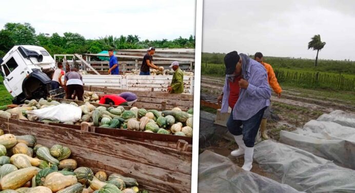 Cubanos Recogen Yuca y Calabaza para Enfrentar el Acecho de Huracán Helene