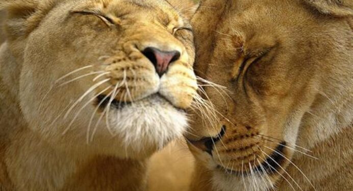 Parque Zoológico Nacional de Cuba