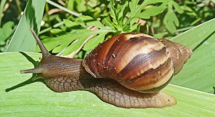 Caracol Gigante Africano en Cuba