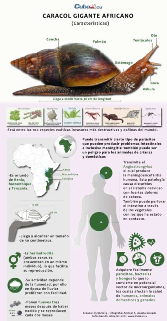 caracol gigante africano infografia