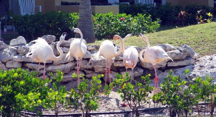 Cayo Coco