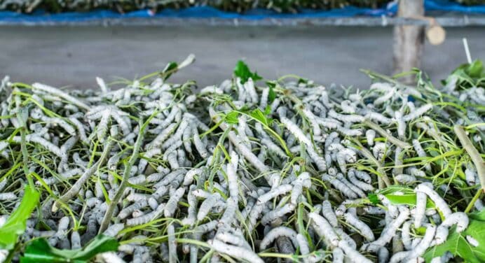 Producción de Seda en Cuba: ¿Por qué está Atrayendo Tanta Atención Internacional?