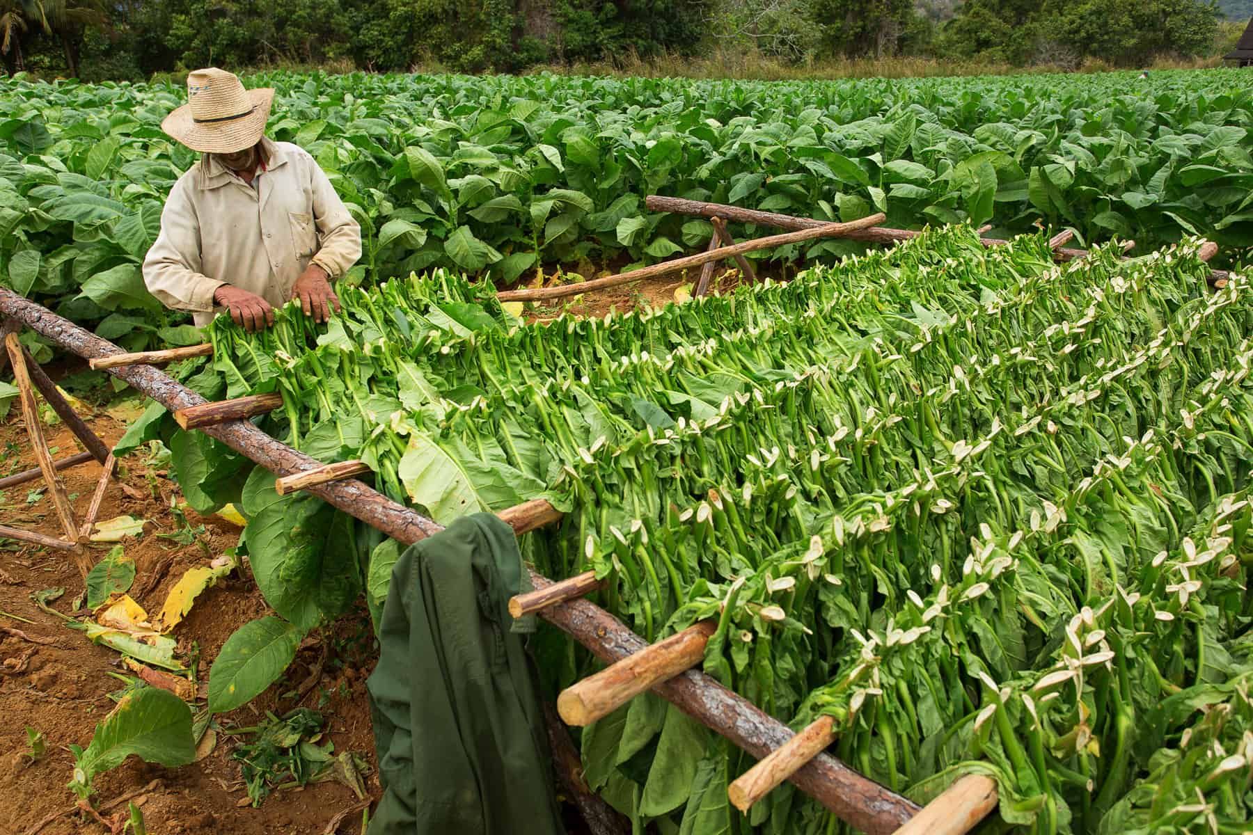 recuperacion de la produccion tabacalera en cuba
