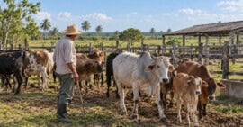 Productor cubano inspeccionando varias reses bovinas saludables en una finca ganadera con pastizales y horizonte llano.