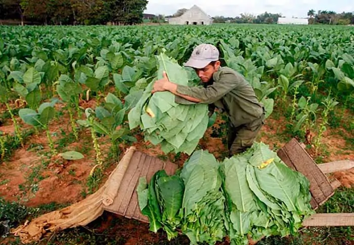 2 nuevas variedades de tabaco Virginia en Cuba