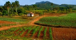 Nueva Ley de Tierras en Cuba: principales cambios aprobados